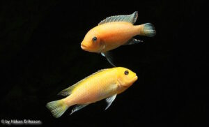 Metriaclima estherae